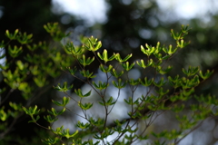 高原の芽吹き3