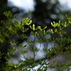 高原の芽吹き3