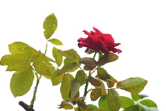 真赤な薔薇