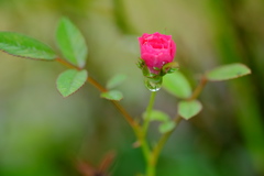 小さなバラの花　その３