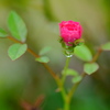 小さなバラの花　その３