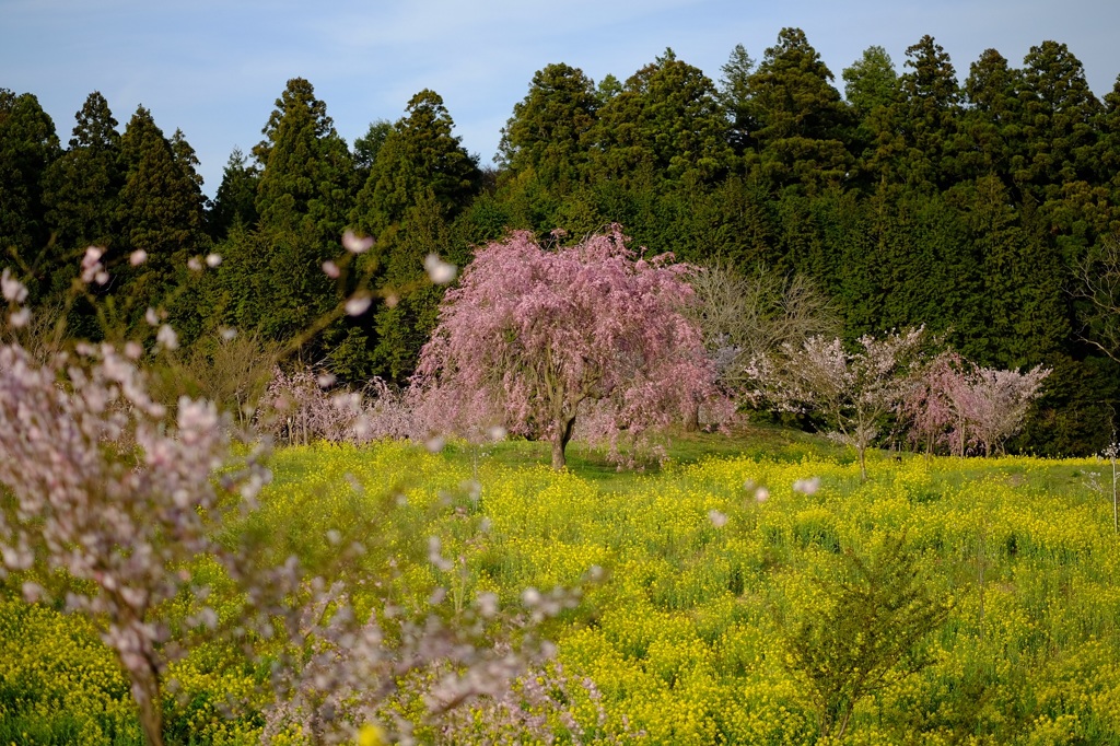 菜の花と桜の咲く丘　その２