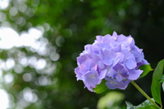 紫陽花　その４