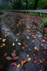 秋雨の山道　その３