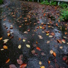秋雨の山道　その３