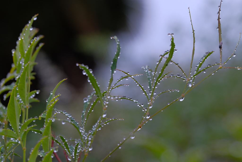 雨上がりの庭で3