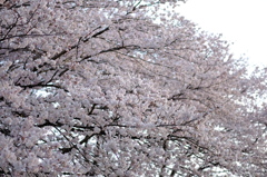 満開