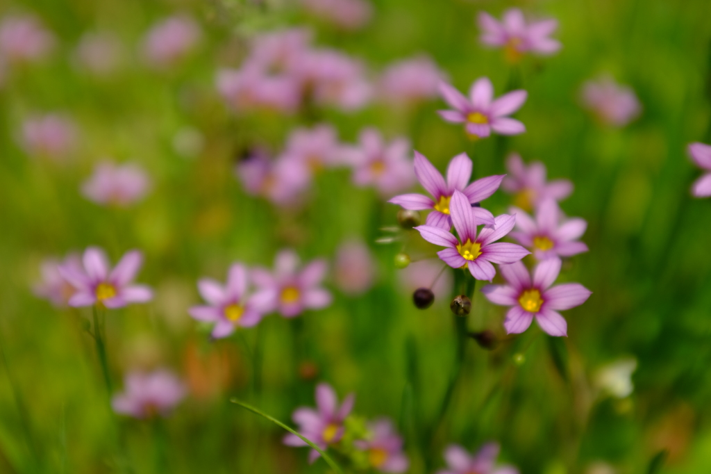 小さな花