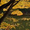 池のほとり