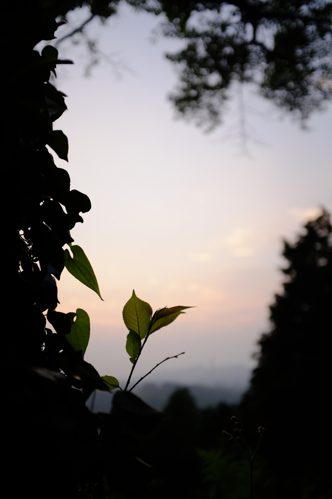 7月の夕暮れ
