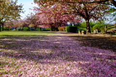 八重桜の咲く公園　その２