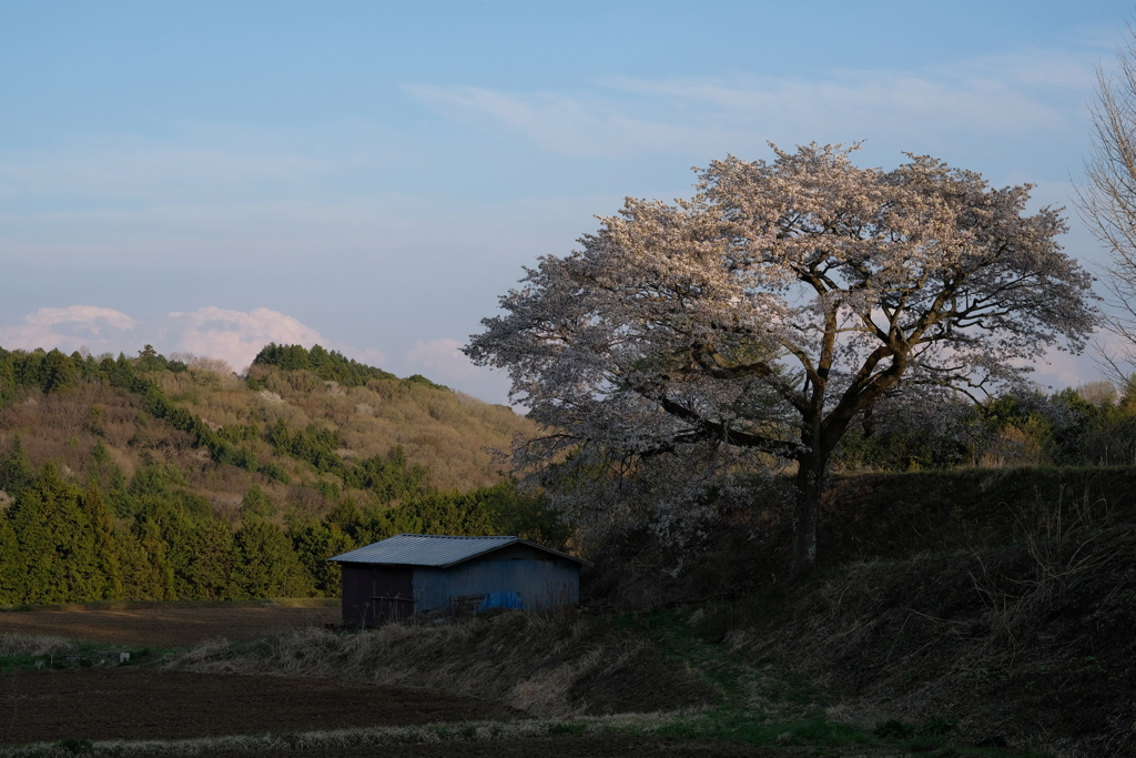 山間の春