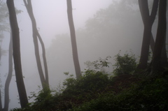 朝霧の森　その６
