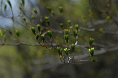 高原の芽吹き2