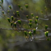 高原の芽吹き2