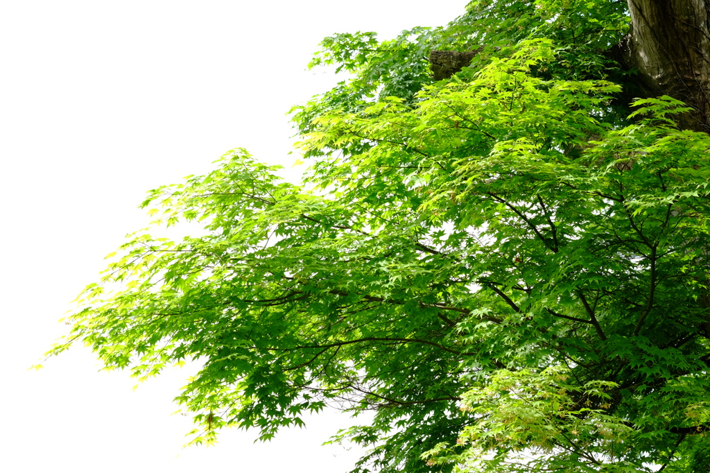 見上げた楓の木