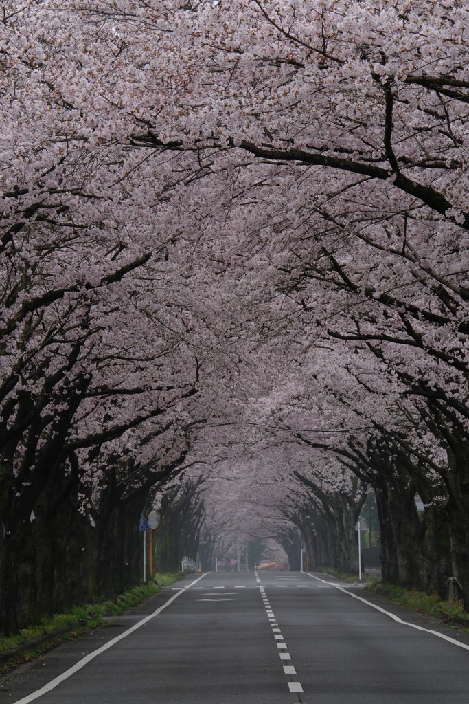 桜のトンネル　その2