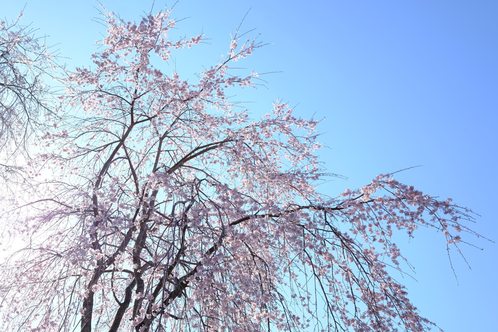 朝日に輝く