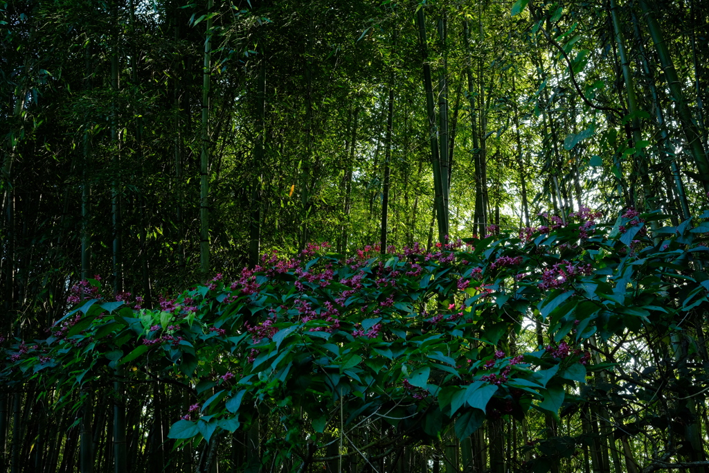 竹林