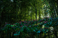 竹林