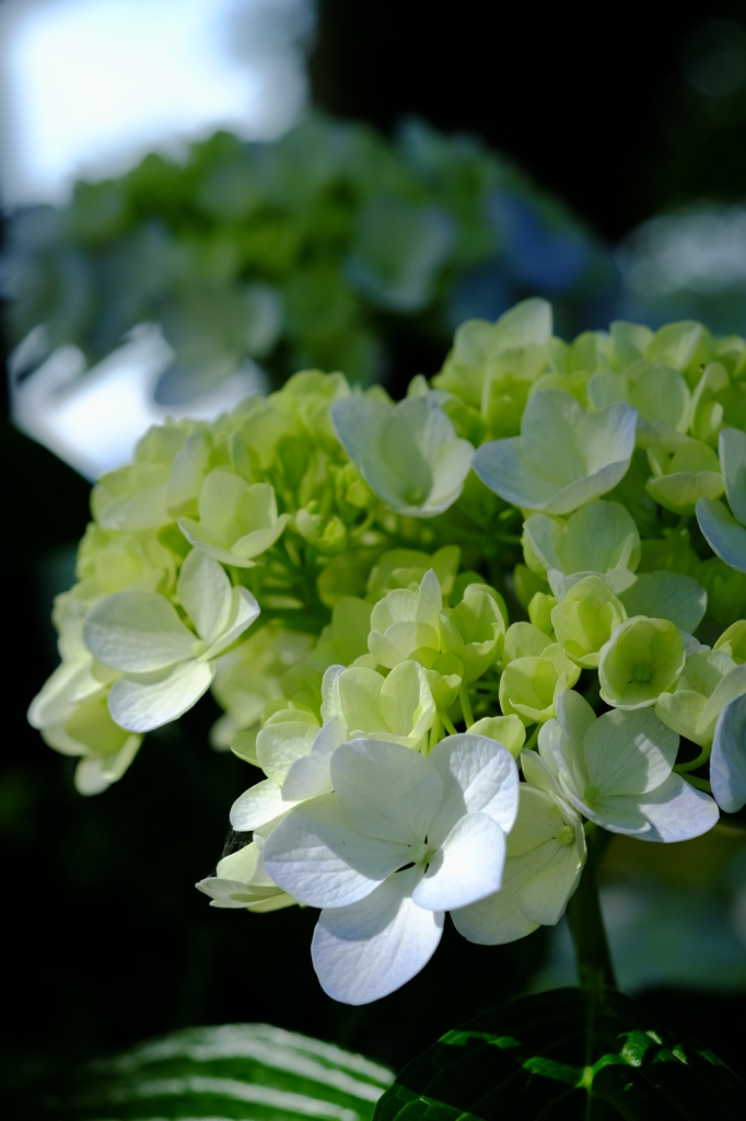 紫陽花　その８