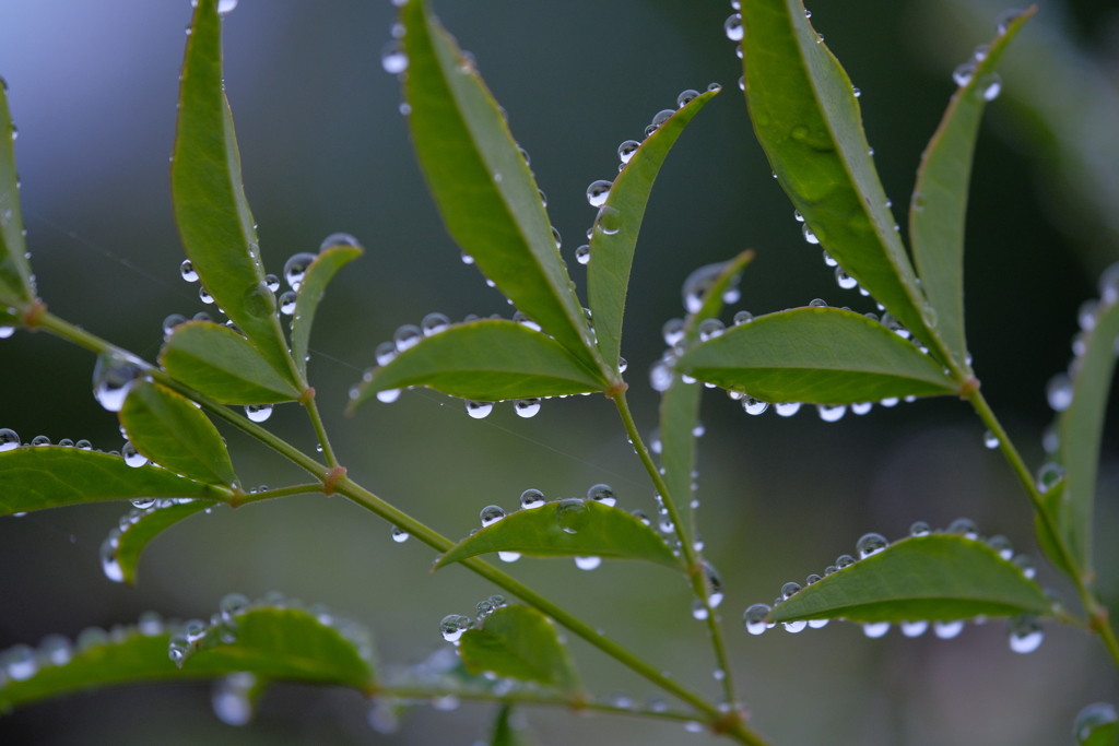 雨上がりの庭で2