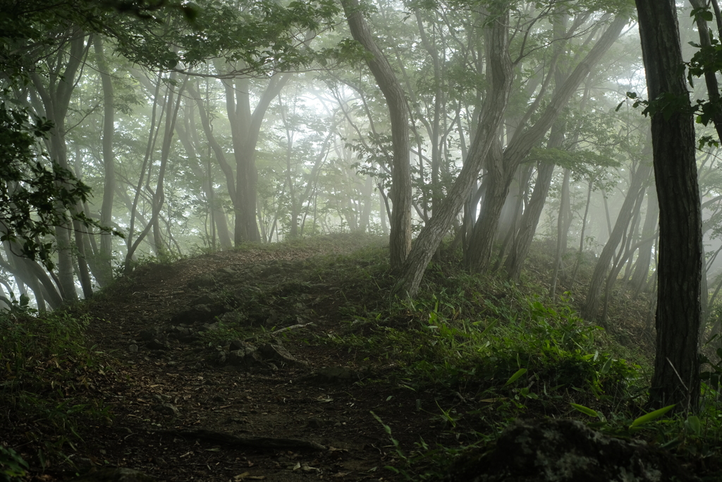 霧の森　その3