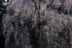 枝垂桜
