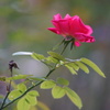バラの花4