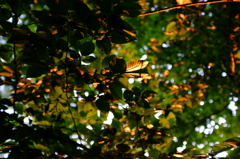 夕日に照らされた森　その３