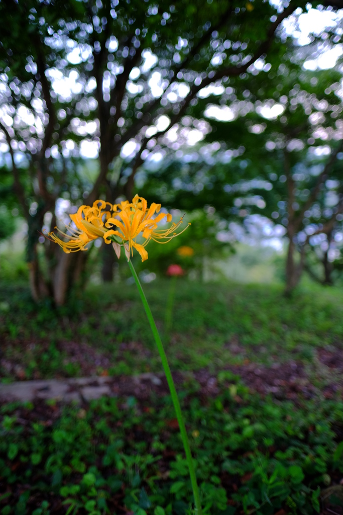 彼岸花の咲く風景　その２