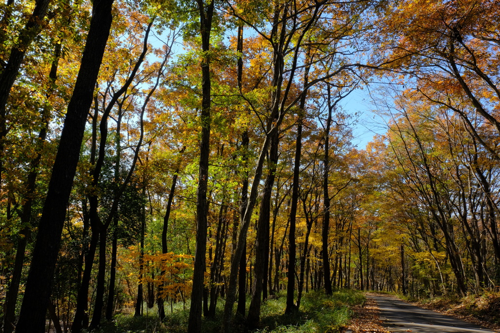 紅葉の山道
