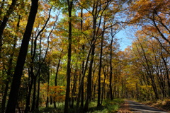 紅葉の山道