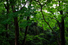 雨上がりの森　その２