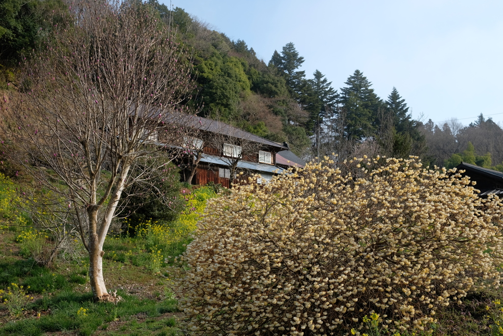 山里にも春が来た