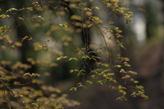 芽吹き