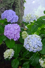 雨の日の紫陽花　その９