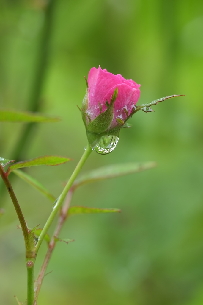 小さなバラの花　その２