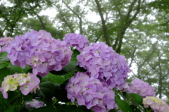雨の日の紫陽花　その８