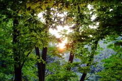 夕日に照らされた森　その４