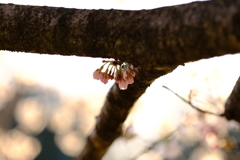 蕾から花へ