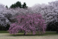 花満開3