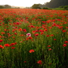 ポピーの花畑5
