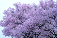 花満開