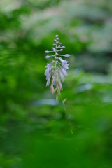 森に咲いていた花　その２