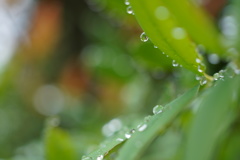 雨上がり2