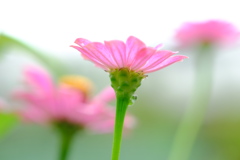 庭の百日草　その２
