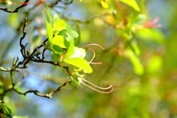 花びら落ちて