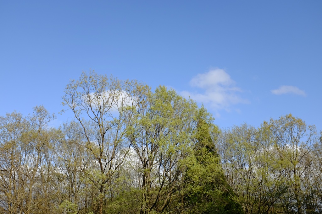 新緑と青空