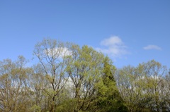 新緑と青空